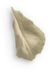 Rose Petal - petal - flower - Transparent Layer PNG