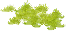 Green Plant - growth - nature - High Resolution PNG