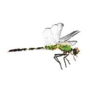 Dragonfly - body - PNG