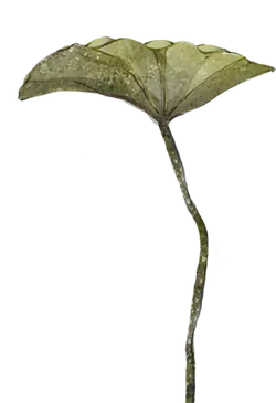 Clover - ecology - Lossless PNG