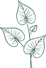 Clover - ecology - Popular Download PNG