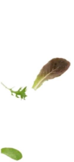 Lettuce Leaf - plant - Transparent Background PNG