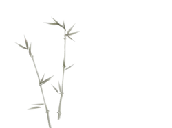 Bamboo - leaves - Lossless PNG