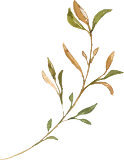 Plant Branch - nature - Transparent Background PNG