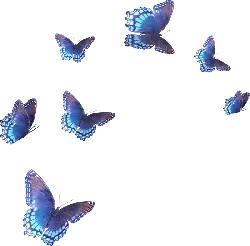 Butterfly - wings - PNG