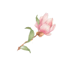 Peach Blossom - Free PNG - Free Download PNG