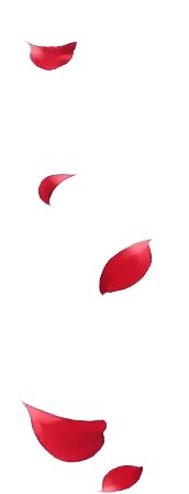 Falling Rose Petals - No Watermark PNG