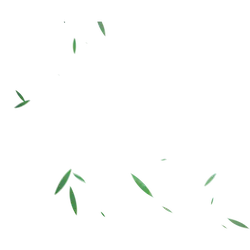 Green Plant Leaves - High Resolution PNG