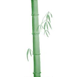 Bamboo - plant - stem - High Resolution PNG