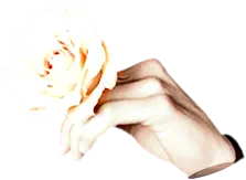 Hand Holding Rose - hand - PNG