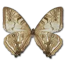 Great Mormon - insect - Transparent Background PNG