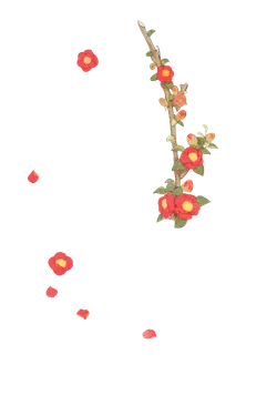 Plum Blossom - spring - Free Download PNG