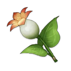 Kangaroo Apple - flower - Lossless PNG