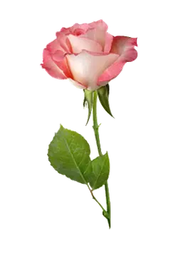 Pink Rose - PNG Images - rose - Pic 1