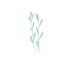 Clover - growth - PNG Images