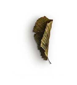 Dry Leaf - nature - background - No Background PNG