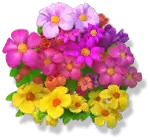 Colorful Flowers - nature - No Background PNG