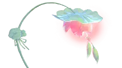 Moneywort - bloom - No Watermark PNG
