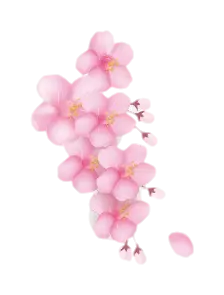 pink - PNG - Cherry Blossom - Pic 1