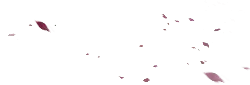 Pink Petals Falling - beautiful - Curated PNG