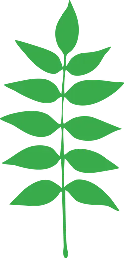 Laurus Leaf - green - Lossless PNG