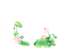 Lotus Flower - Curated PNG - lotus