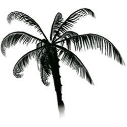 Palm Tree - night - Transparent Background PNG
