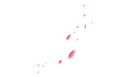Pink Petals - High Quality PNG - Fast Download PNG