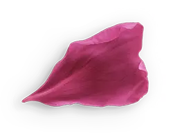 Petal - nature - High Resolution PNG