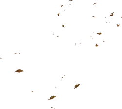 Autumn Leaves - beautiful - PNG