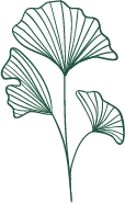Ginkgo Biloba Leaf - green - Free for Commercial Use PNG