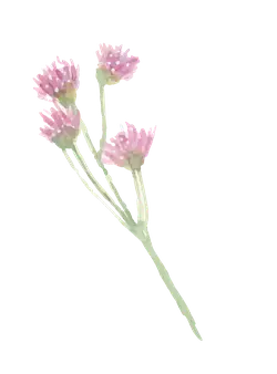 Pink Flowers - painting - Curated PNG