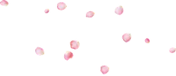 Pink Petals - falling - PNG Images