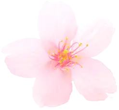 Cherry Blossom - Highly Rated PNG - Trending PNG