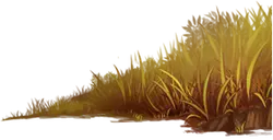 Golden Grassland - nature - Free Download PNG