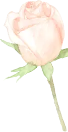 Pink Rose - Fast Download PNG - rose - Pic 1