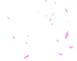 Pink Petals - PNG - background