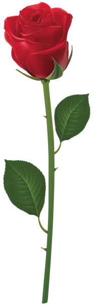 Red Rose - plant - Transparent Layer PNG