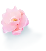 Pink Flower - Popular Download PNG - High Download Count PNG