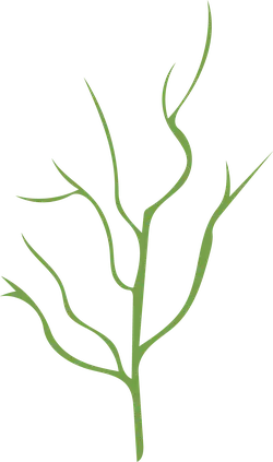Branch - growth - Fast Download PNG