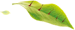 Leaf Veins - Designer's Pick PNG