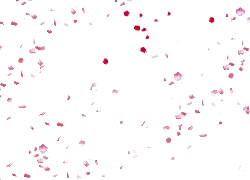 Petals Falling - petal - Popular Download PNG