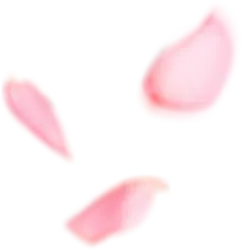 Pink Petals - lightweight - No Watermark PNG
