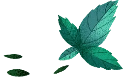 Mint Leaf - High Resolution PNG