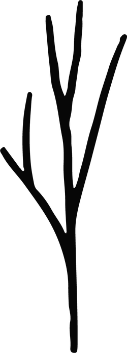 Branch - growth - trunk - No Background PNG
