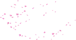 Pink Petals Falling - Fast Download PNG - decoration