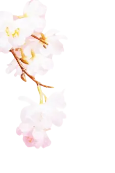 Cherry Blossom - Lossless PNG - flower - Pic 2