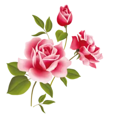 Rose - flower - High Resolution PNG