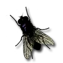 Housefly - wings - Transparent Layer PNG
