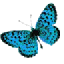 Common Jester - insect - PNG Images